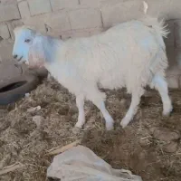 یه کهره چاق نر