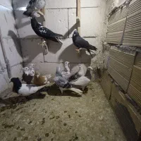 کفتر بونب|حیوانات|مشهد, اروند|دیوار