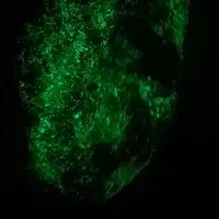 فسیل مرجان شب چراغ طبیعی اصل