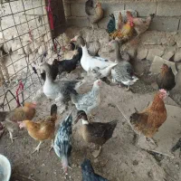 مرغ|حیوانات مزرعه|زرین آباد, |دیوار