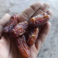 فروش خرما/خرما عمده/خرما صادراتی