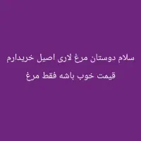 مرغ لاری خر ی ا|حیوانات مزرعه|خاش, |دیوار