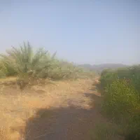 3هکتار باغ مرکبات رودان|فروش دفتر صنعتی، کشاورزی، تجاری|رودان, |دیوار