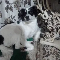 واگزاری سگ|سگ|مشهد, شهید بصیر|دیوار