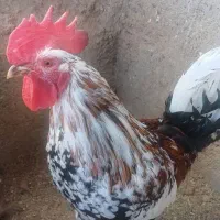 خروس گلین|حیوانات مزرعه|احمدآبادمستوفی, |دیوار