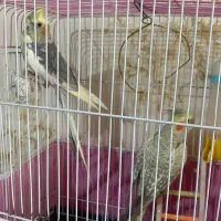 عروس هلندی جفت یکی سخنگو با قفس