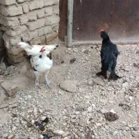 سلام مرغ و بوقلمون ب فروش می‌رسد|حیوانات مزرعه|مشهد, خرم آباد|دیوار