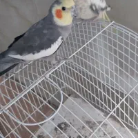 عروس هلندی نر و ماده تخم گذار