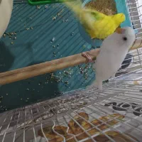 عروس مرغ عشق|پرنده|سراوان, |دیوار