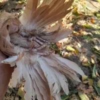 کبوتر نروماده