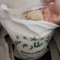 برنج آستانه طارم هاشمی فجر عنبربو|خوردنی و آشامیدنی|تهران, صادقیه|دیوار