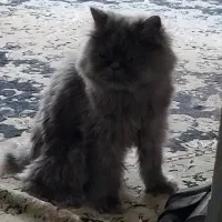 گربه پرشین دورگه اسکاتیش