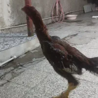 خروس لاری