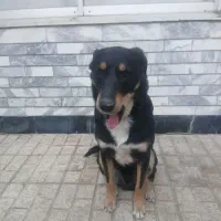 سگ دوبرمیکس