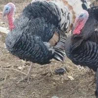 بوقلمون روستایی|حیوانات مزرعه|نوشین شهر, |دیوار