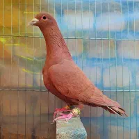 7عددسرخ و زردکرمونی آس کفتربوم زد و خوردی عطیقه