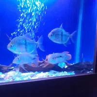 ماهی گرین تیلور بزرگ کوی|ماهی|چهاردانگه (تهران), |دیوار