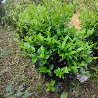 فروش گل و گیاه|خدمات باغبانی و درختکاری|رودسر, |دیوار