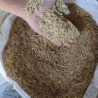 عدس|خوردنی و آشامیدنی|نمین, |دیوار