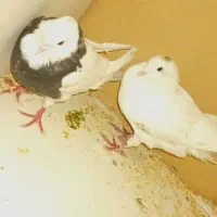 سه عدد کبوتر|پرنده|اندیمشک, |دیوار