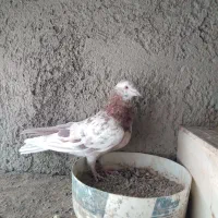 کفتر پرشی بدرد بخور|پرنده|ری, شهرک نظامی|دیوار