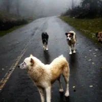 سگ هاسکی|حیوانات|احمدسرگوراب, |دیوار