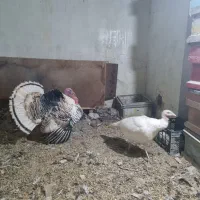 بوقلمون تخمی گوشتی