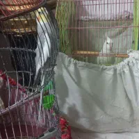 طوطی عروس سخنگو