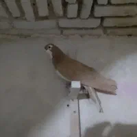 کفتر.|پرنده|شیراز, سیاه سنگ|دیوار