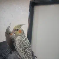 یک جفت عروس هلندی کاملا دستی۴ماهه