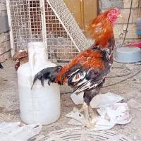 مرغ وخروس