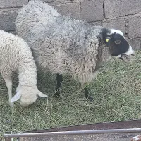 میش‌رومانوف.بره‌چینی