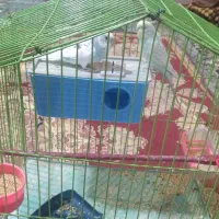 مرغ عشق|پرنده|بجنورد, |دیوار