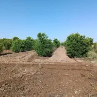 ۶۵۰متر باغچه