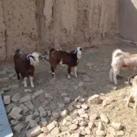 بزغاله نر|حیوانات مزرعه|فردوس (خراسان), |دیوار