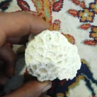 فروش تعدادی فسیل مرجانی چند صدساله
