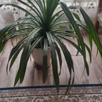 گل پاندانوس با گلدان سفالی