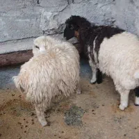 گوسفند پرواری|حیوانات مزرعه|ایوان, |دیوار