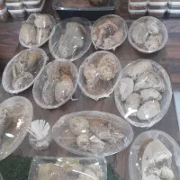 دهکده عسل برازجان