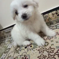 سگ خونگی ۲ماهه نژاد مالتیپو