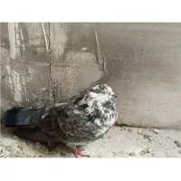 تعدادی کبوتر. سالم تکی یا باهم|پرنده|تهران, فرزانه|دیوار