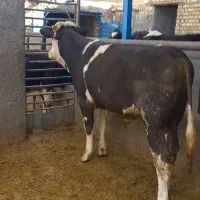 گوساله نرسیمینتال جنس درجه ۱