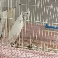 جفت عروس هلندی