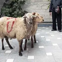 سلاخی عید قربان