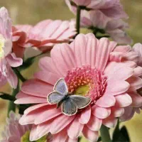 گندم مهرگان درجه یک،بوجاری نشده