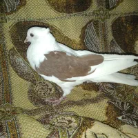 کبوتر رنگی