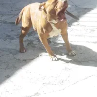 سگ بیت بول|سگ|کرمانشاه, |دیوار