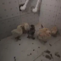 جوجه بوقلمون یک ماهه|حیوانات مزرعه|نگین شهر, |دیوار