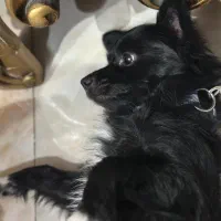 سگ پاکوتاه گمشده منطقه شاهین‌ویلا مدرس شمالی