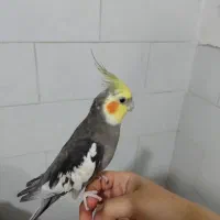 سه عدد عروس هلندی قیمت مقطوع